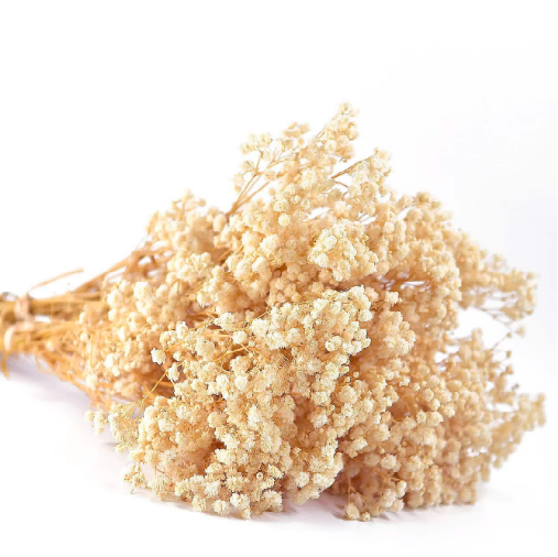 Bouquet de Fleurs Séchées Naturelles Une Touche Élégante pour Décorer les Cadeaux Beige