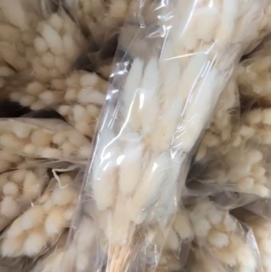 Bouquet de Lagurus Ovatus Séché-Blanc Ivoire,Décoration Naturelle pour Maison et Événements