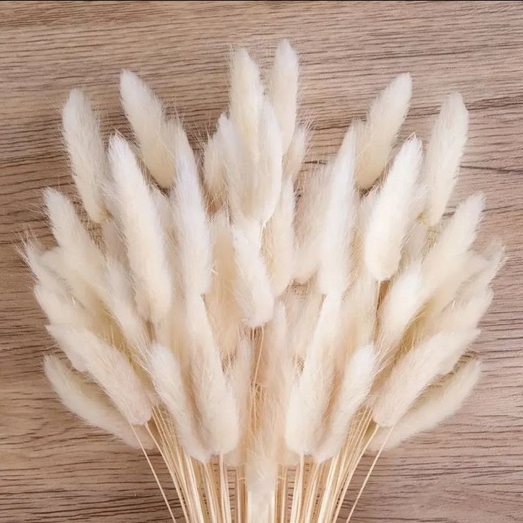 Bouquet de Lagurus Ovatus Séché-Blanc Ivoire,Décoration Naturelle pour Maison et Événements